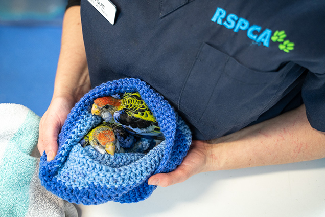 RSPCA Wildlife Vet holding two birds recovering from injuries